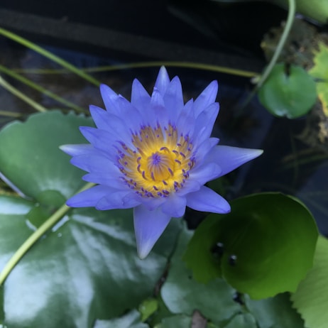 blue and yellow petaled flower