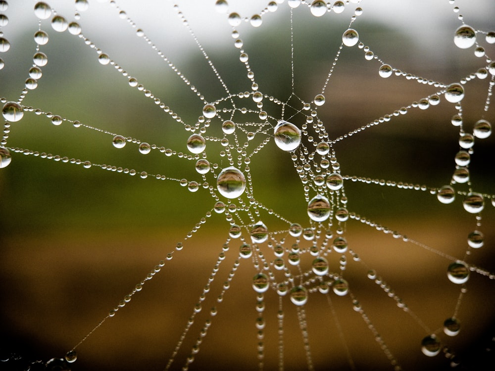 water dew in spider web
