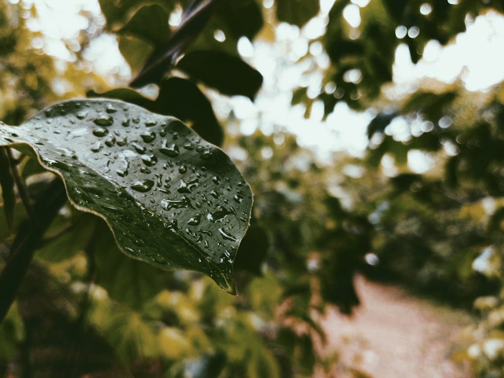 green-leafed plant