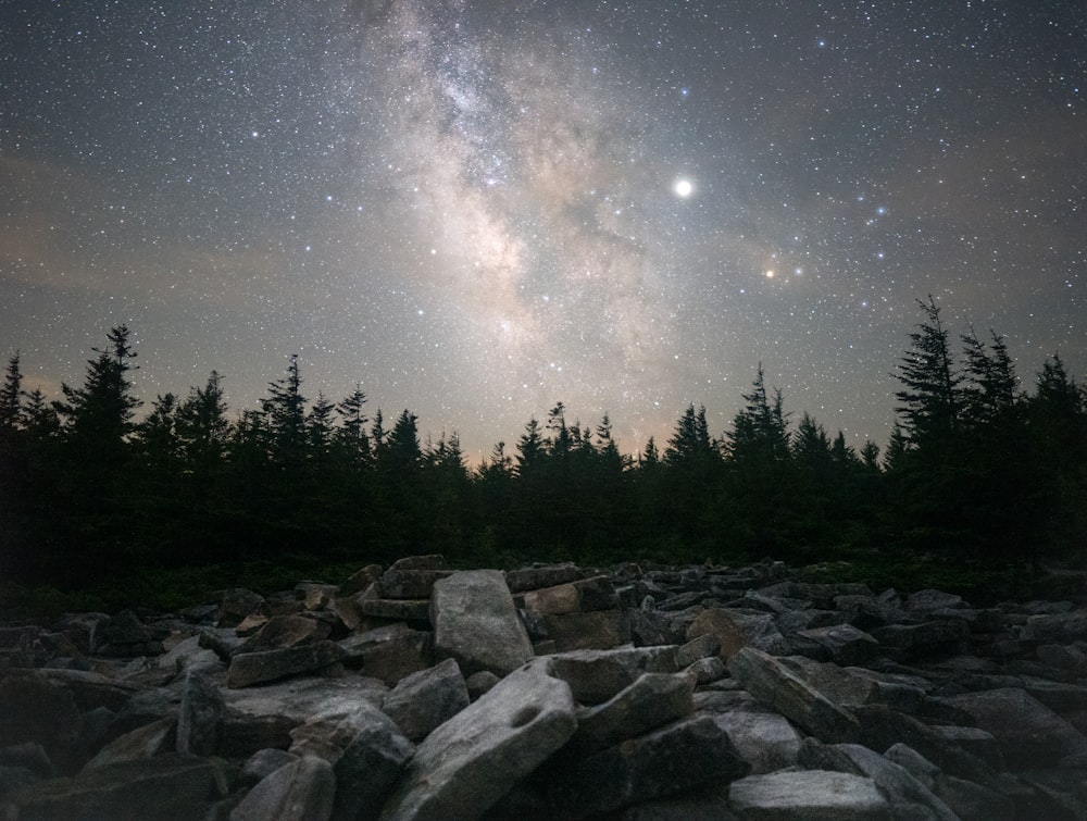 gray concrete bricks and pine tree field under starry sky