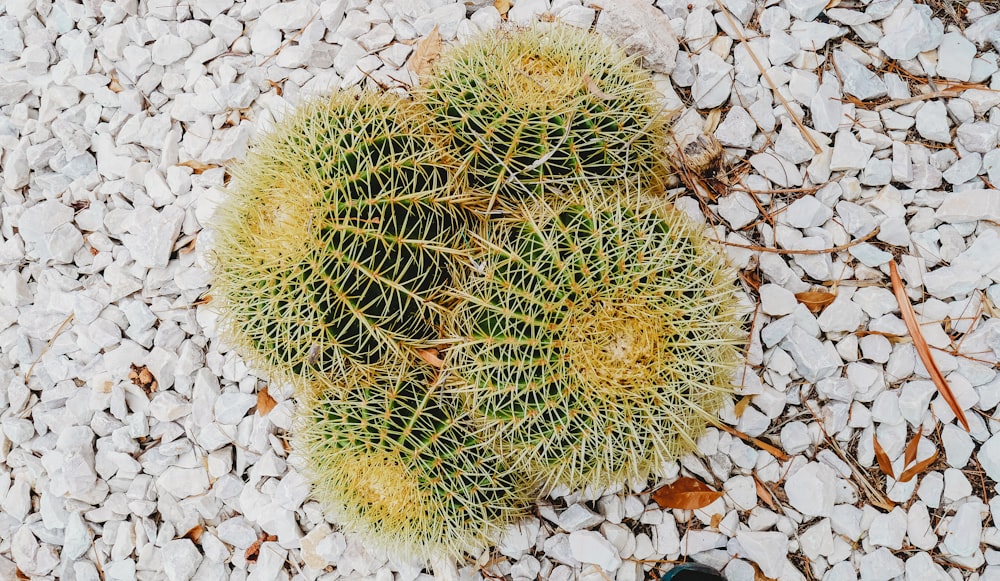 green cacti