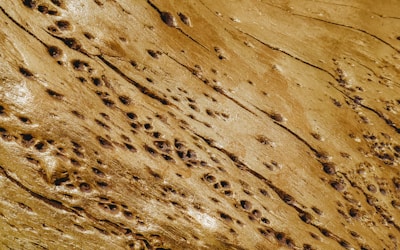 holes on brown wooden surface