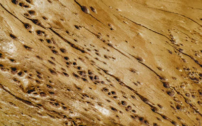 Wood surface showing termite damage holes, representing termite control services