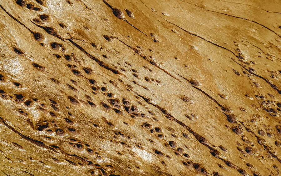 Termite damage holes in wood needing pre and post treatment