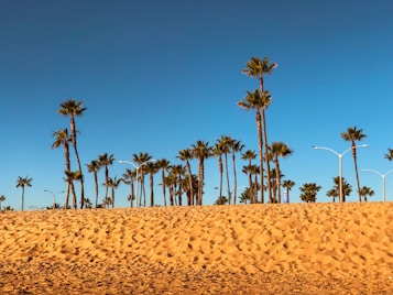 A sandy beach with numerous tall palm trees under a clear blue sky. The scene conveys a warm and inviting atmosphere, with the golden sand contrasting against the rich blue of the sky.