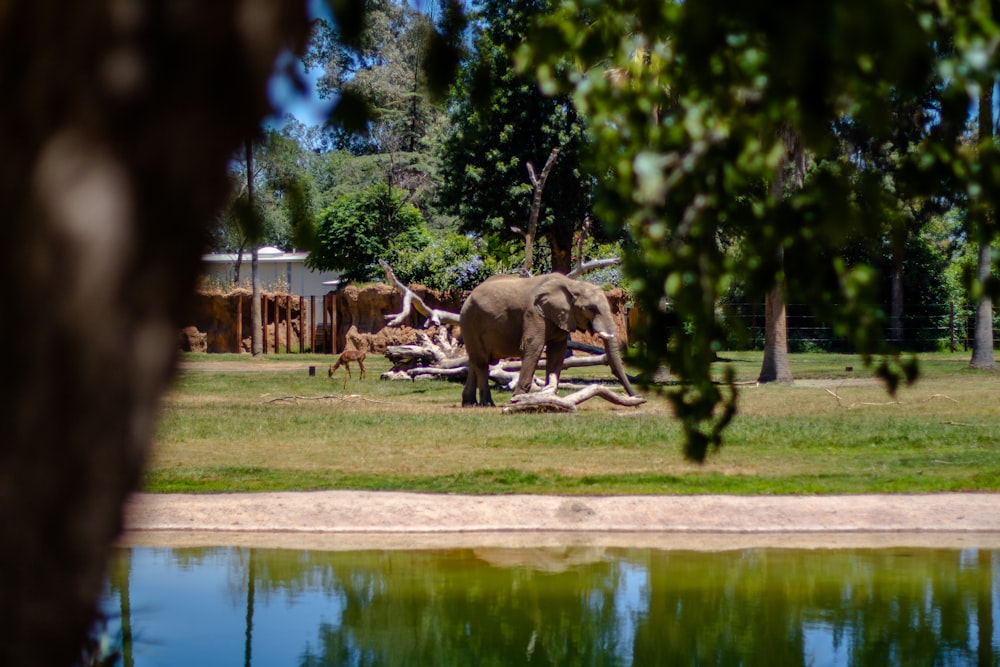 éléphant gris sur le champ d’herbe