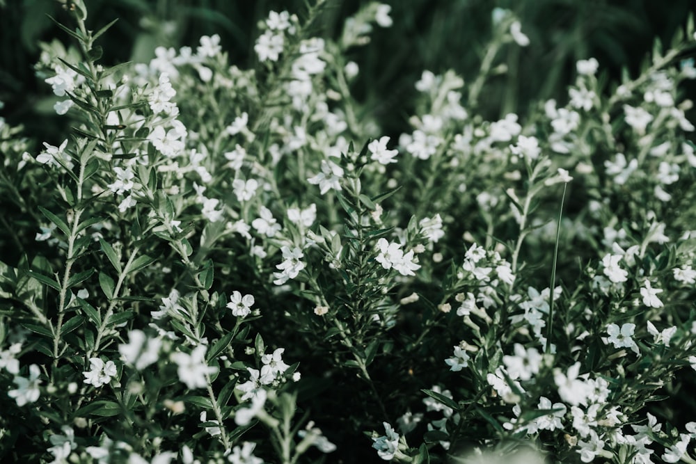 white petaled flower