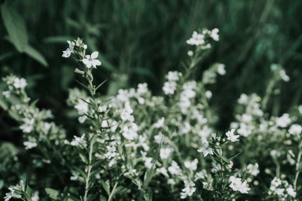 white-petaled flowers