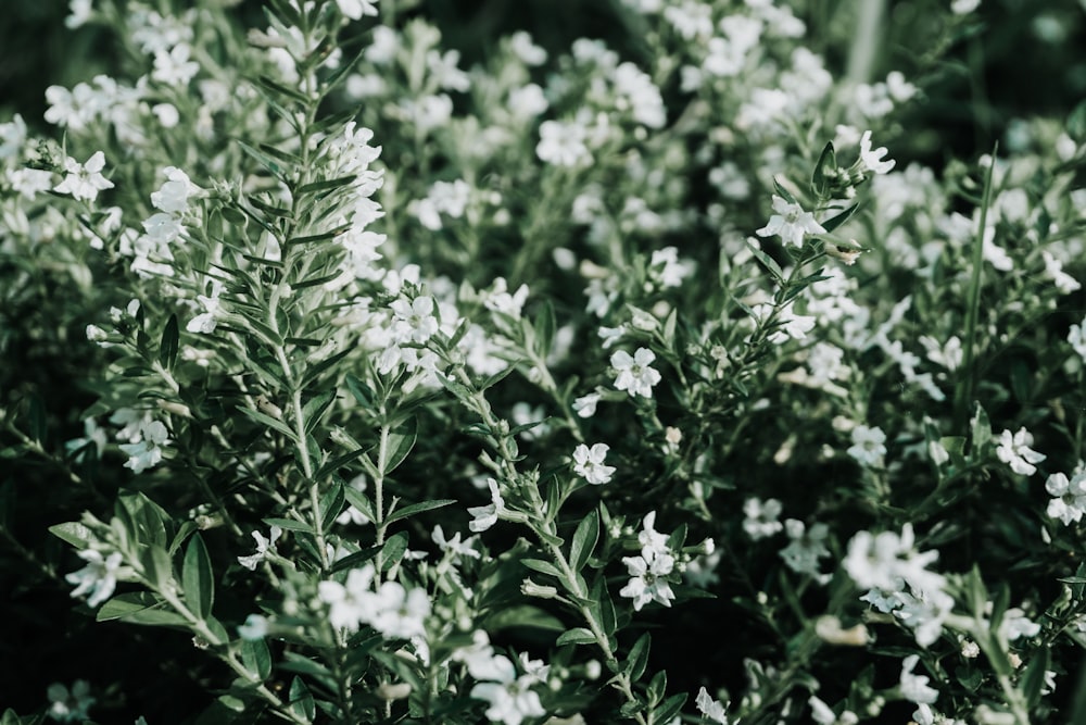 white-petaled flowers on focus photographty