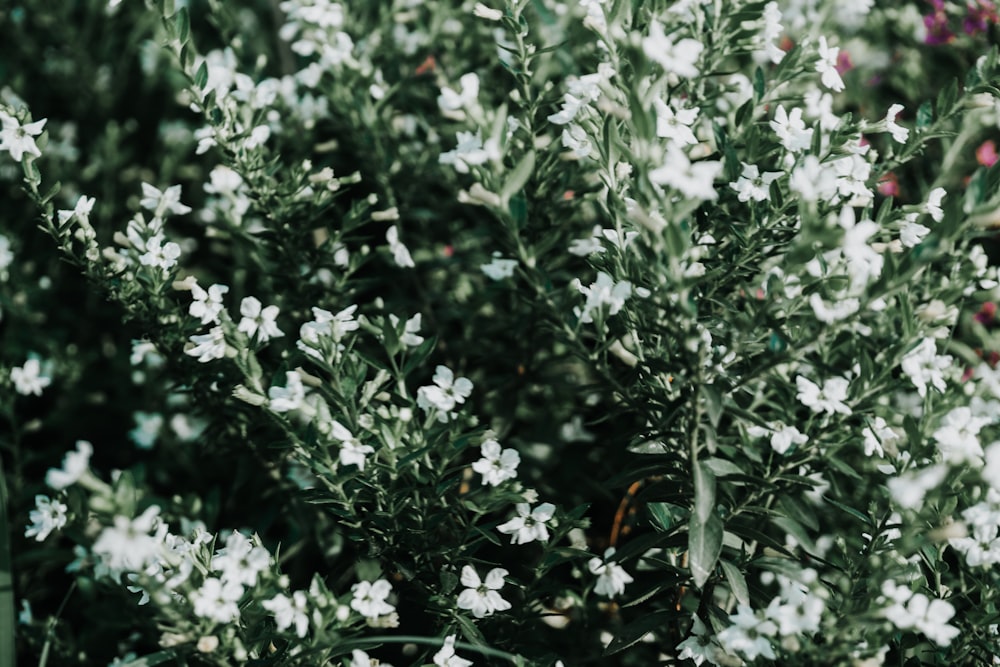 white petaled flower