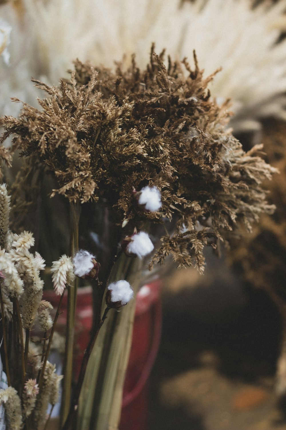 brown and white plants