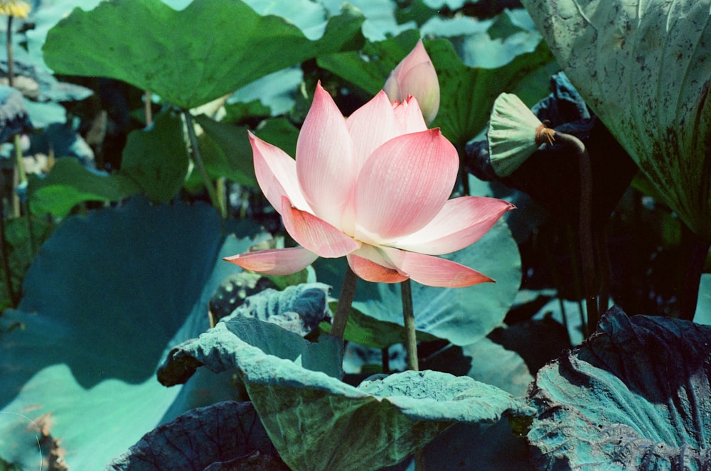 shallow focus photo of pink flower