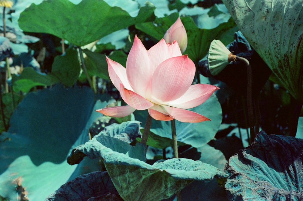 Foto mit flachem Fokus einer rosa Blume
