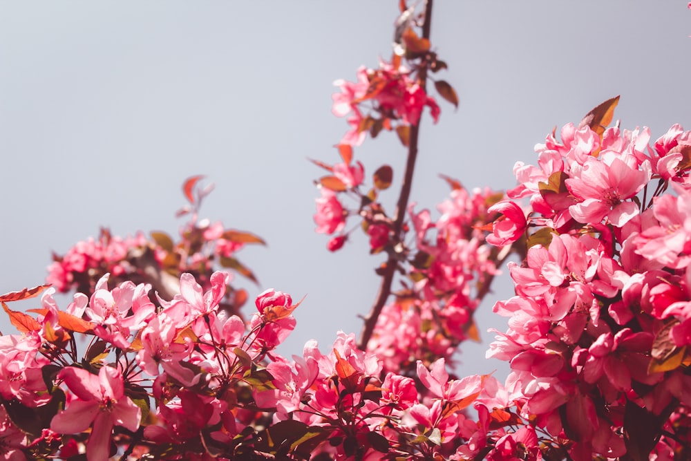 pink-petaled flowers