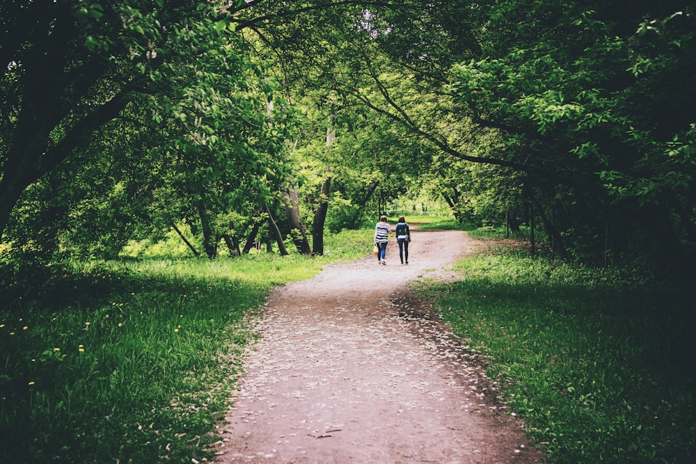 people on pathway between trees
