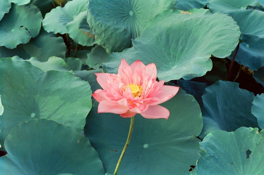 pink-petaled flower