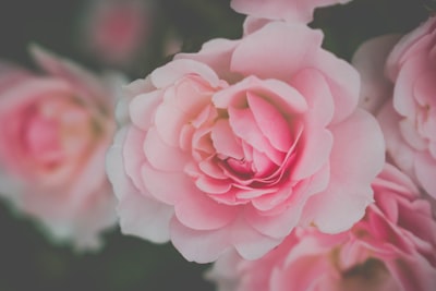 pink-and-white roses carols google meet background