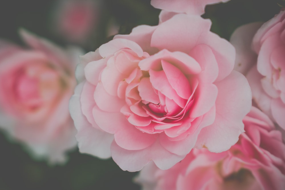 pink-and-white roses