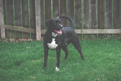 short coat black dog near fence carols zoom background