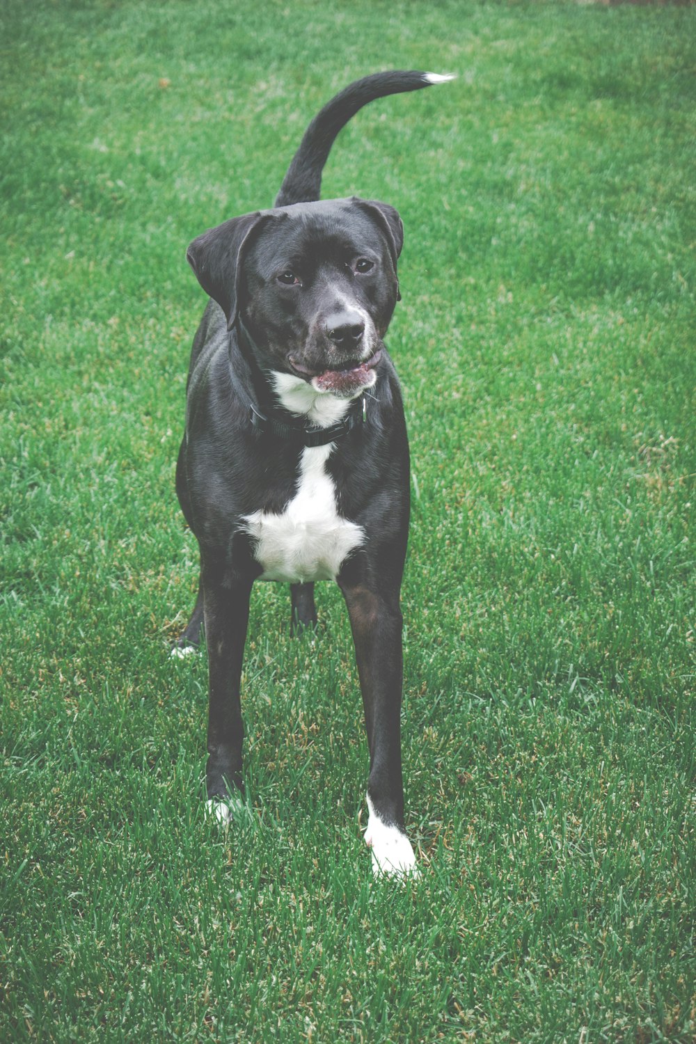 short-coated white and black dog on grass