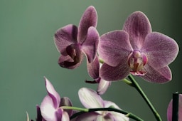 moth orchids