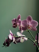 moth orchids