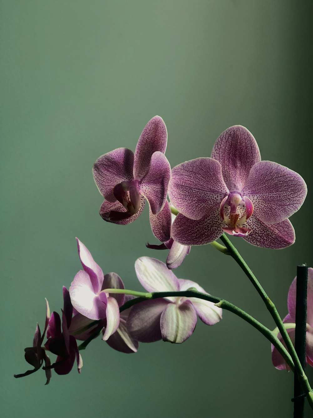 orchidées papillon de nuit