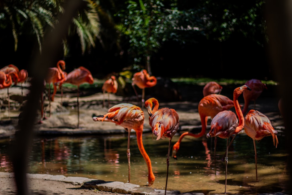 Troupeau de flamants roses