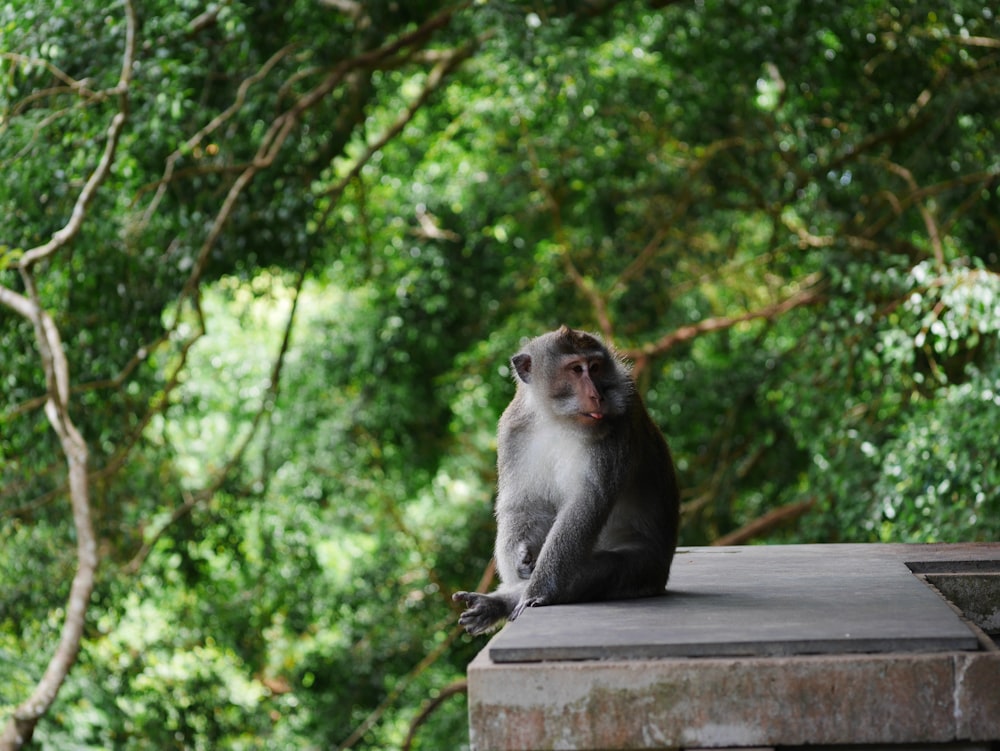 monkey sitting on concrete surface