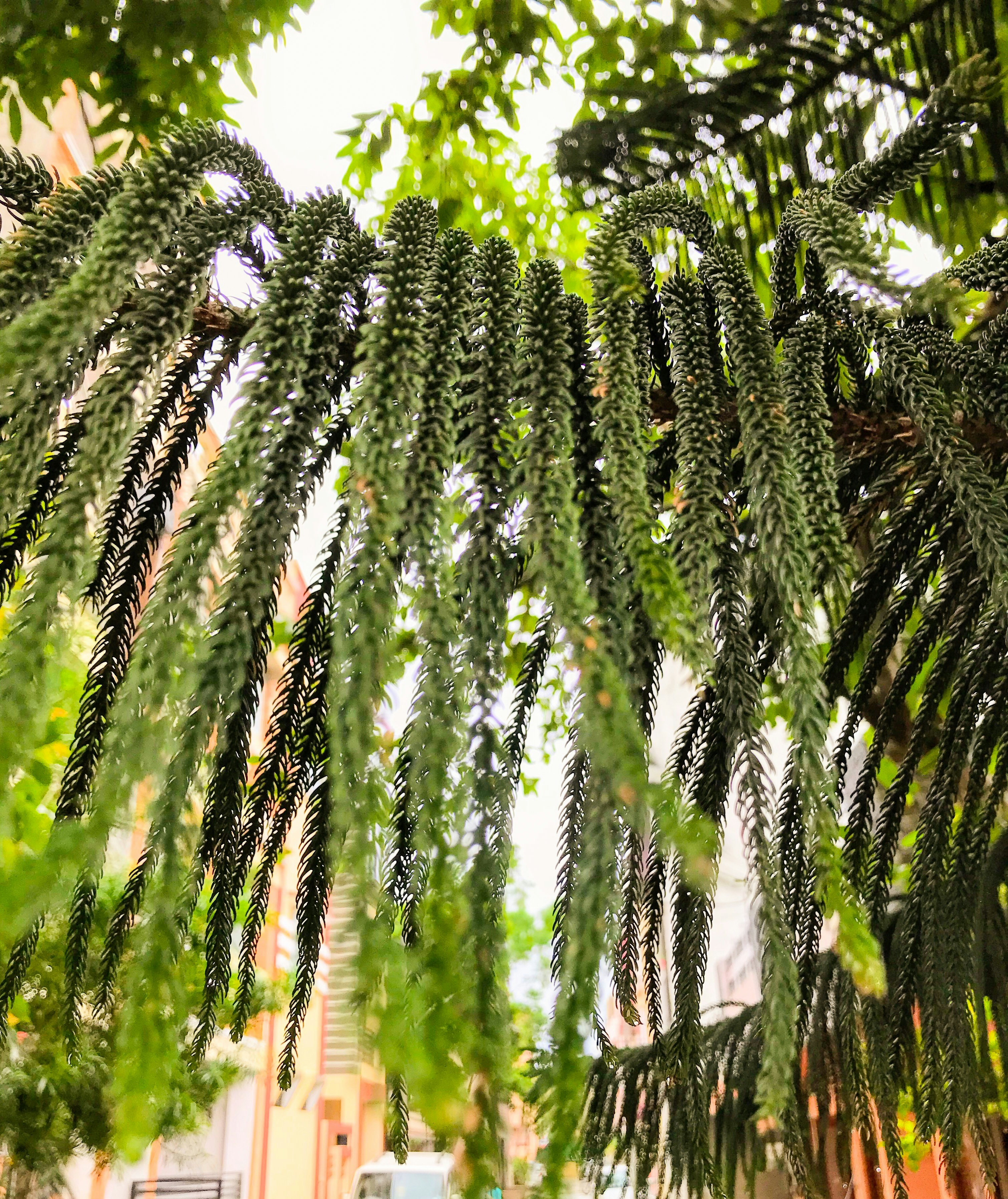 Burro's Tail Succulent - hanging plants for hot sun