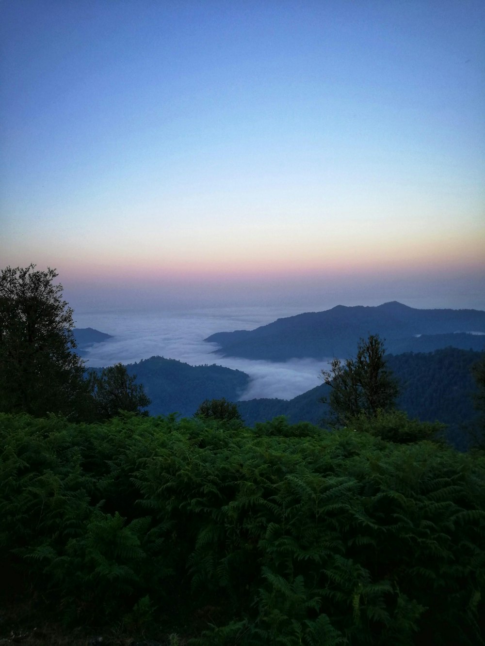 panoramic photography of trees on mountain during daytime