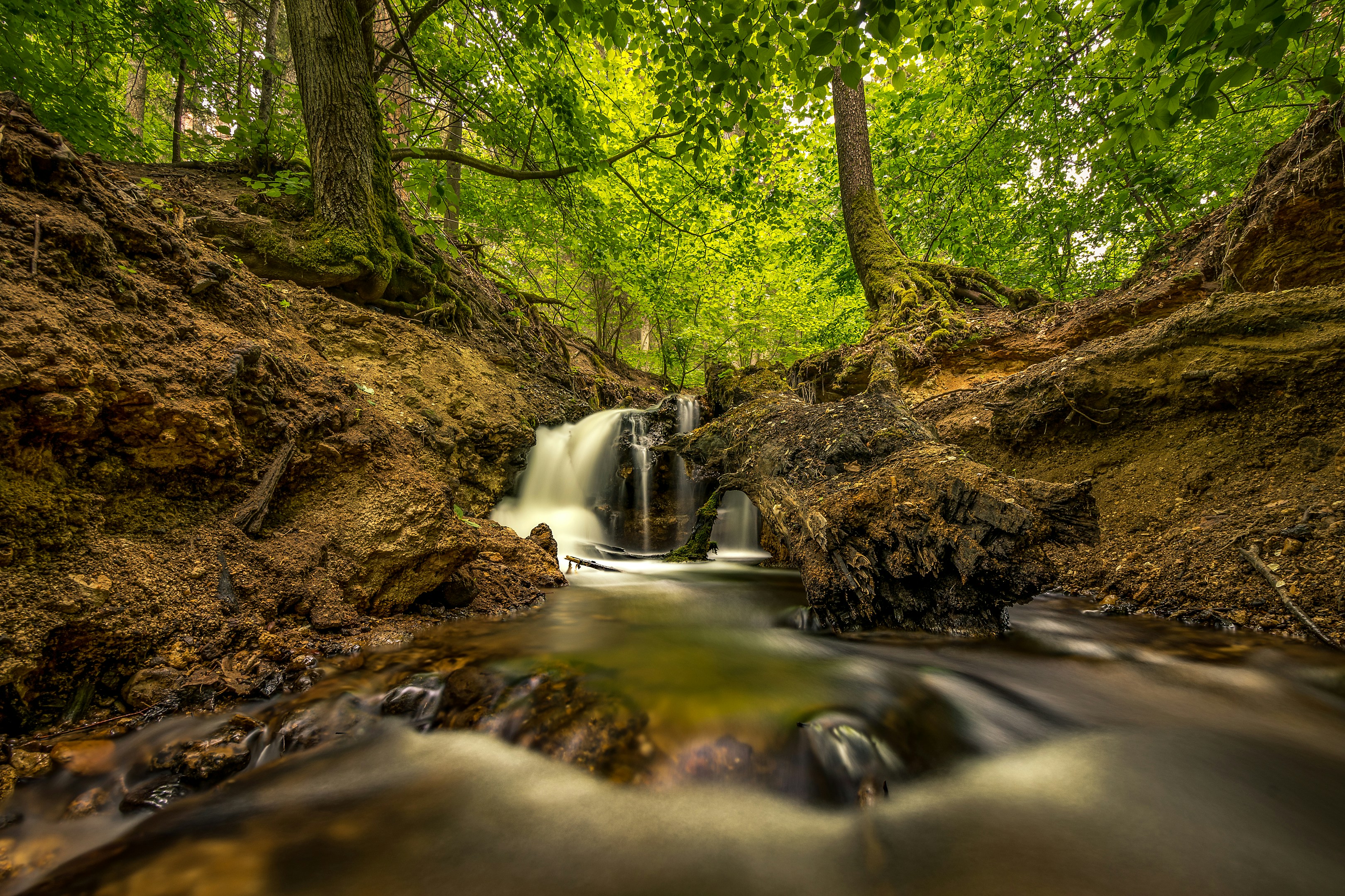 river in the forest during daytime