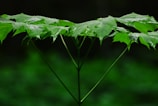 green-leafed plant