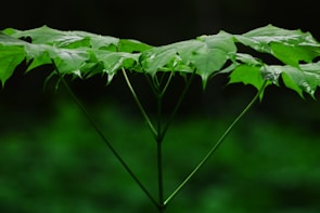 green-leafed plant