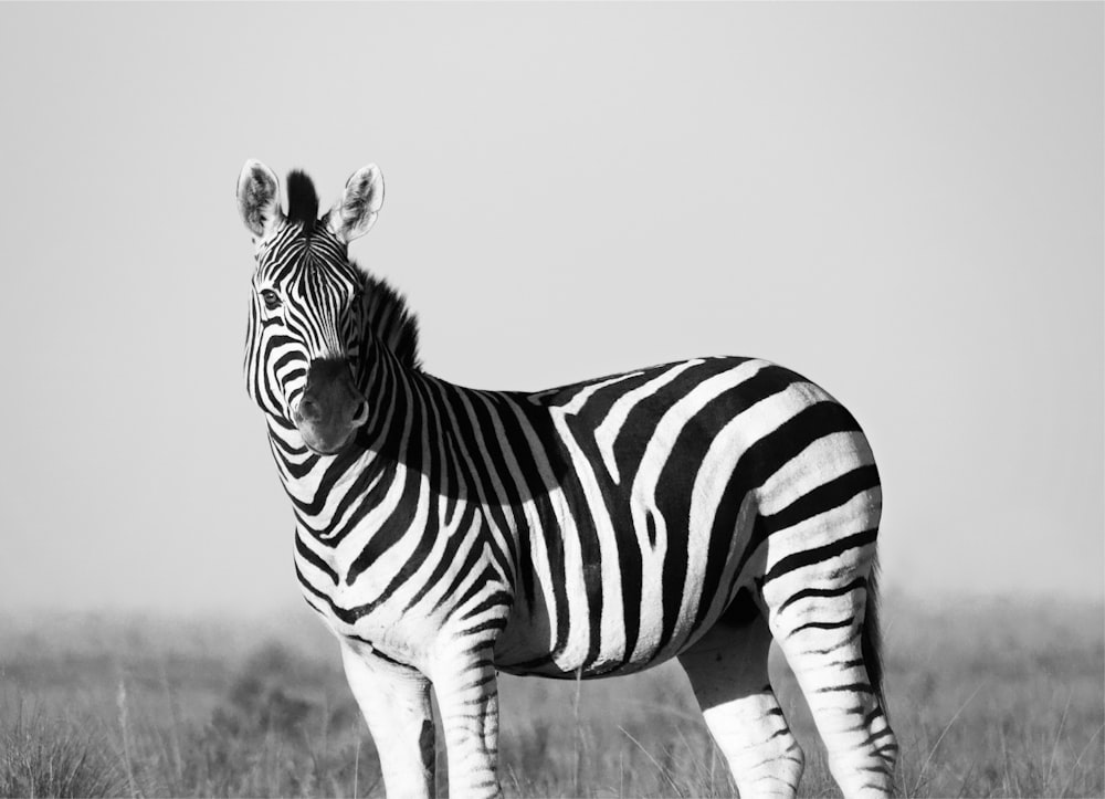 grayscale photo of zebra
