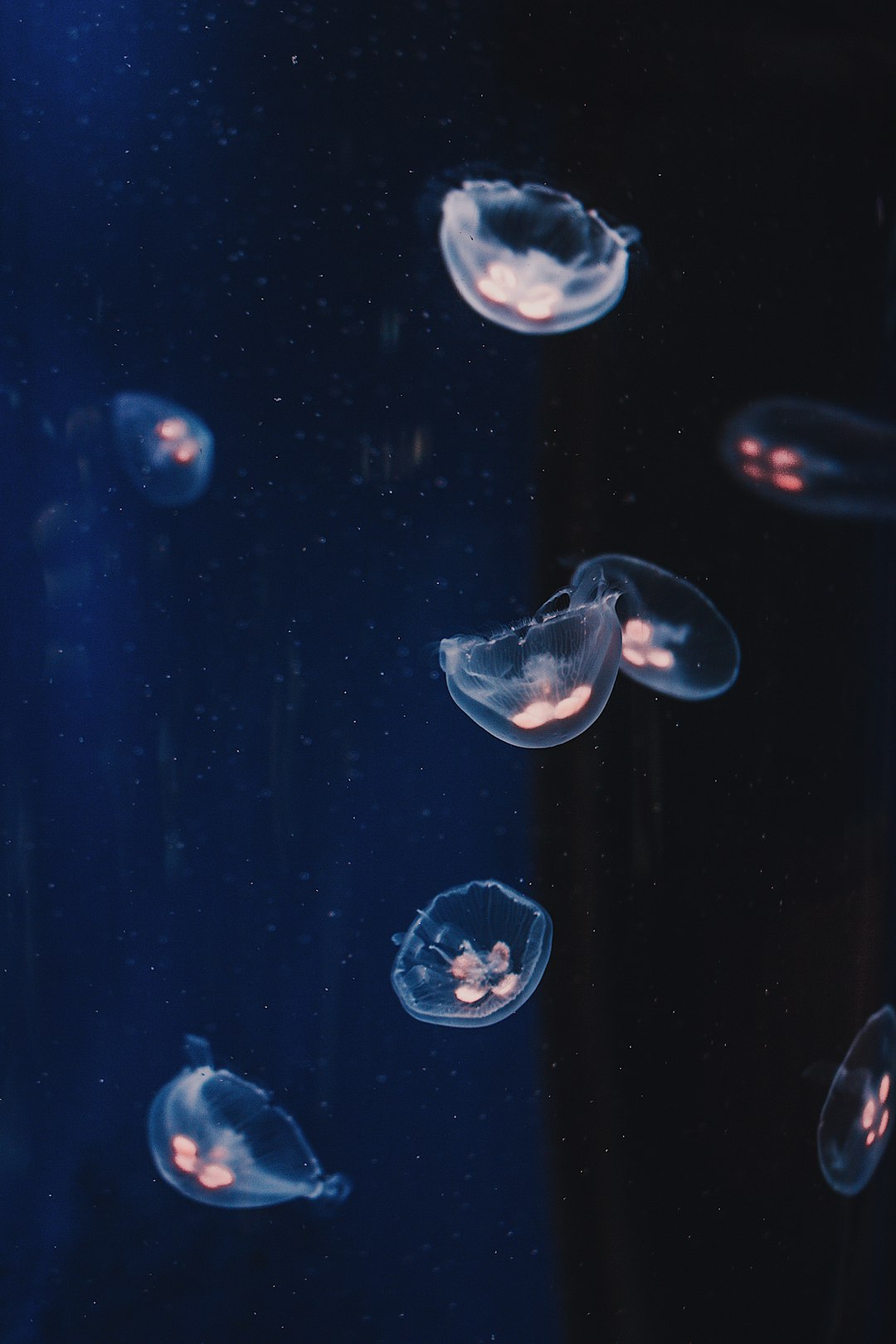 jellyfish