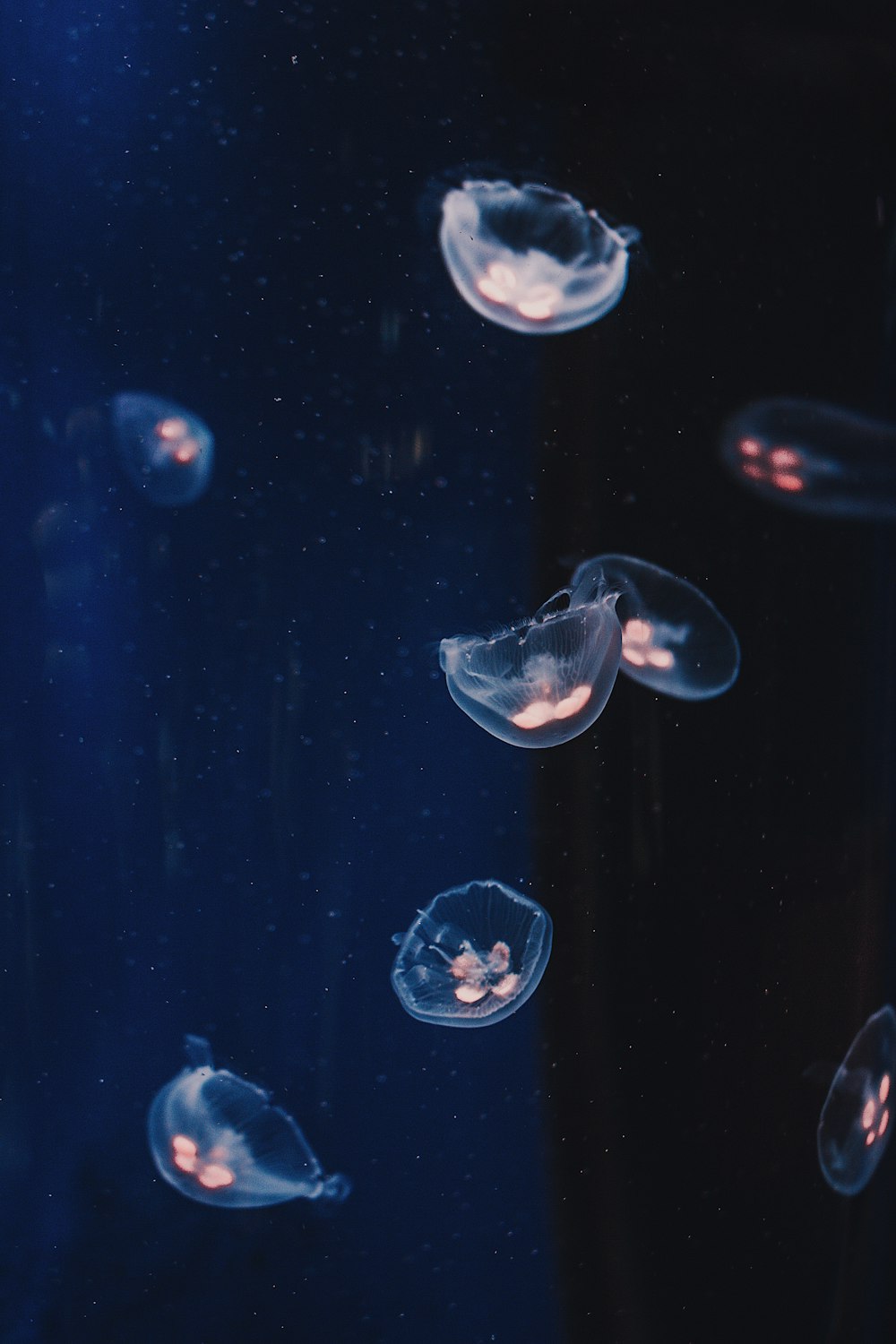 underwater photography of Jelly fishes