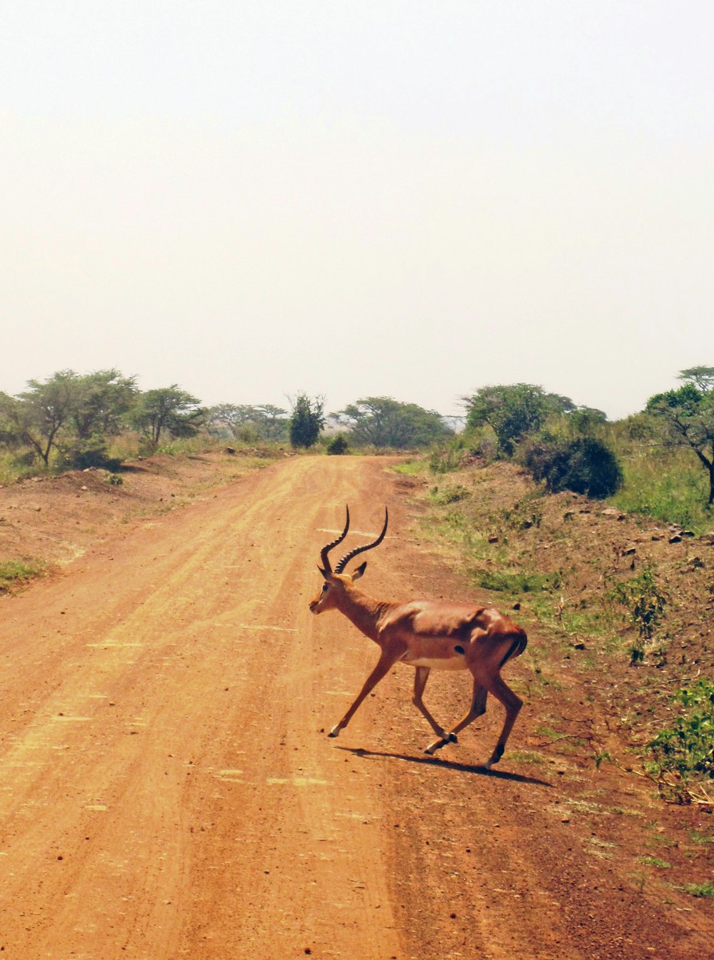 gazelle on dirt road