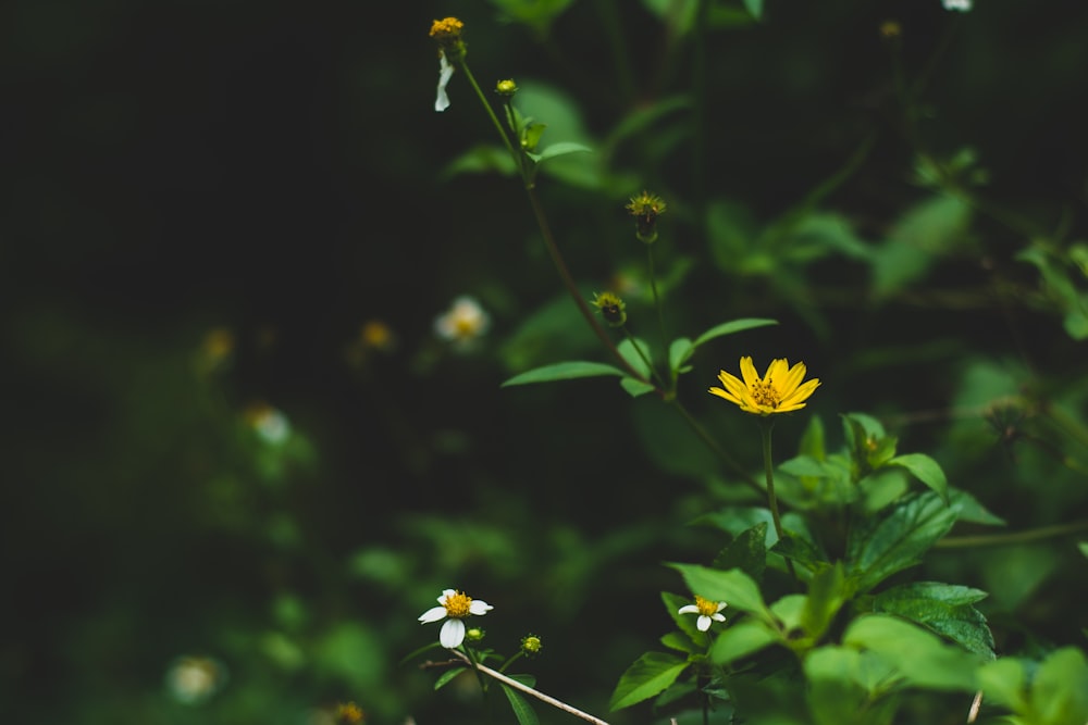 a close up of a yellow and white flower