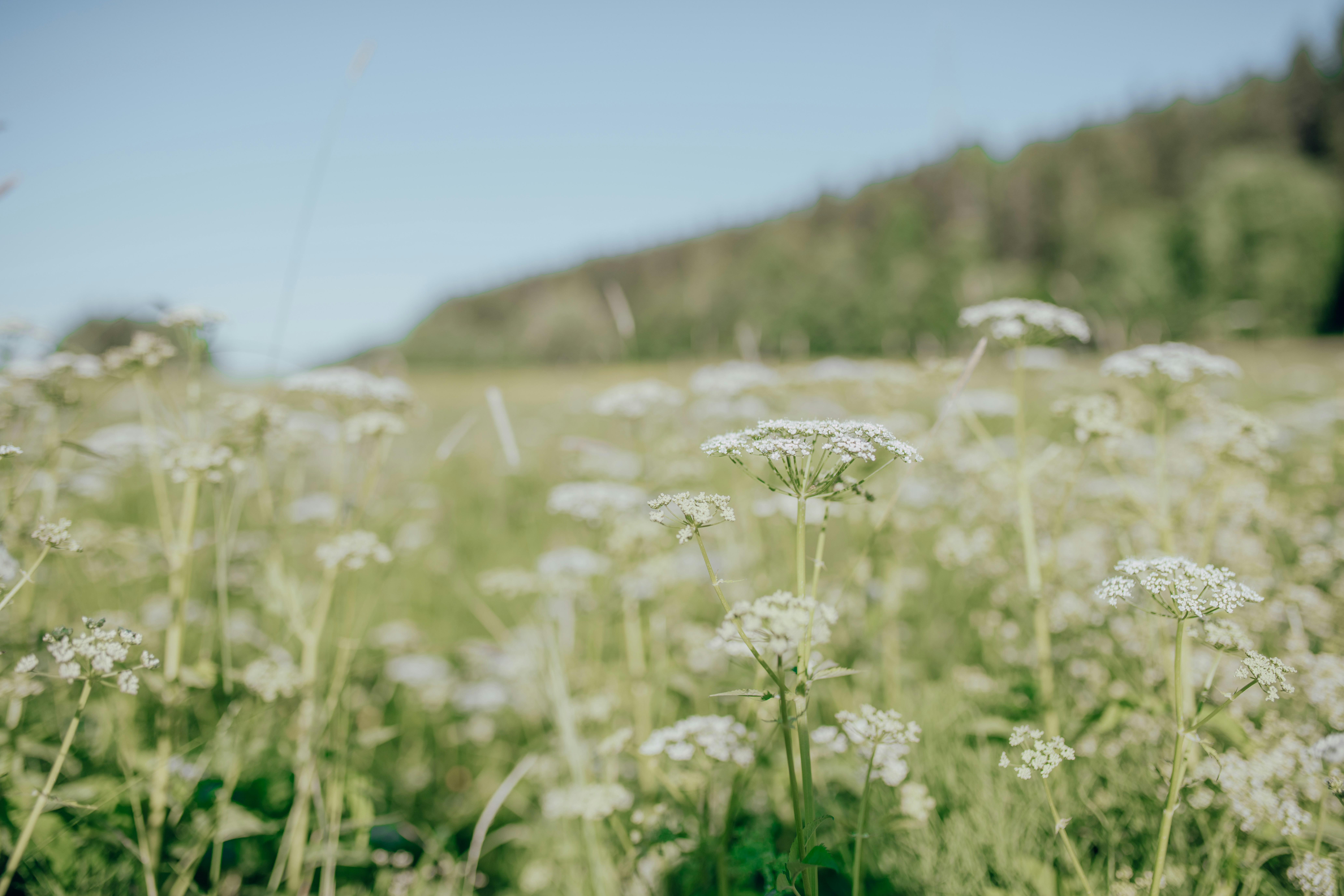 Photo by alinashchurova