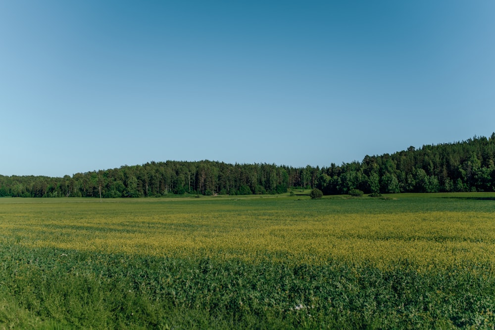 green plants