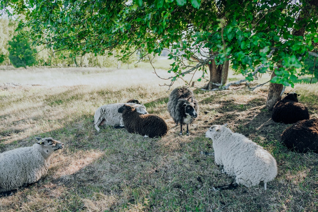 herd of white and black sheeps