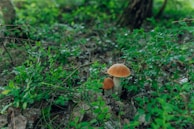 Two mushrooms with brown caps grow among lush green foliage and dry leaves on the forest floor. The background is filled with more greenery and a tree trunk, suggesting a forest setting.