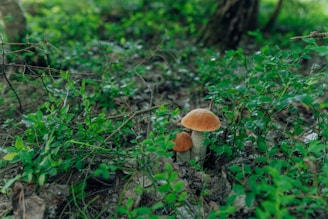 Two mushrooms with brown caps grow among lush green foliage and dry leaves on the forest floor. The background is filled with more greenery and a tree trunk, suggesting a forest setting.