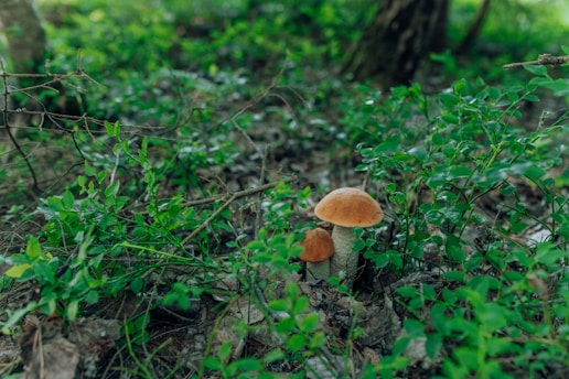 Two mushrooms with brown caps grow among lush green foliage and dry leaves on the forest floor. The background is filled with more greenery and a tree trunk, suggesting a forest setting.
