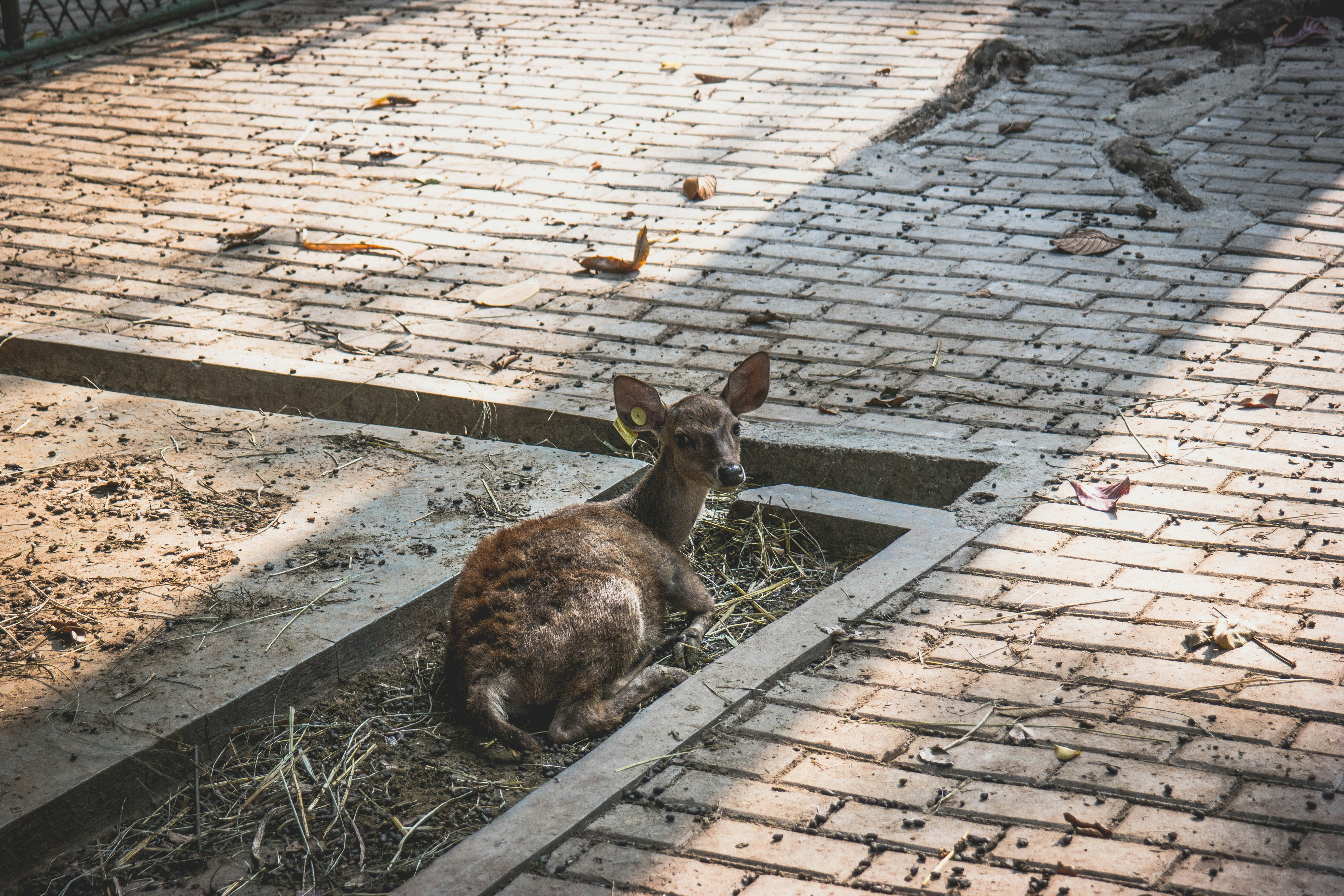 The Javan rusa or Sunda sambar (Rusa timorensis) is a deer native to the islands of Indonesia and East Timor.