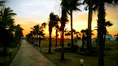 A serene view of Madinah's hotel exterior with palm trees at sunset.