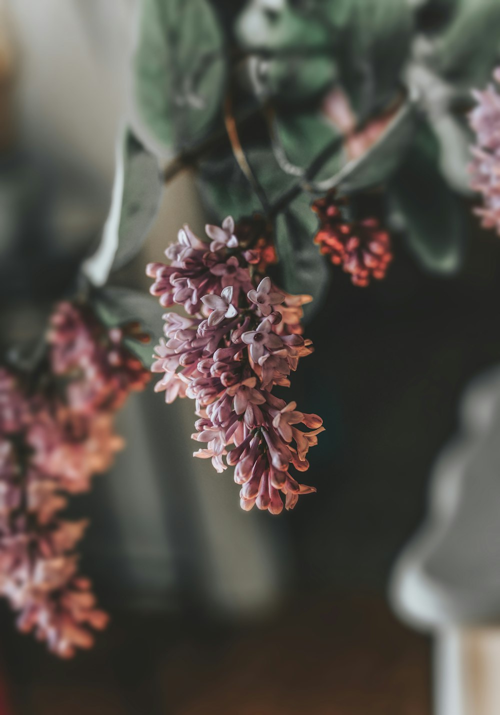 pink petaled flower