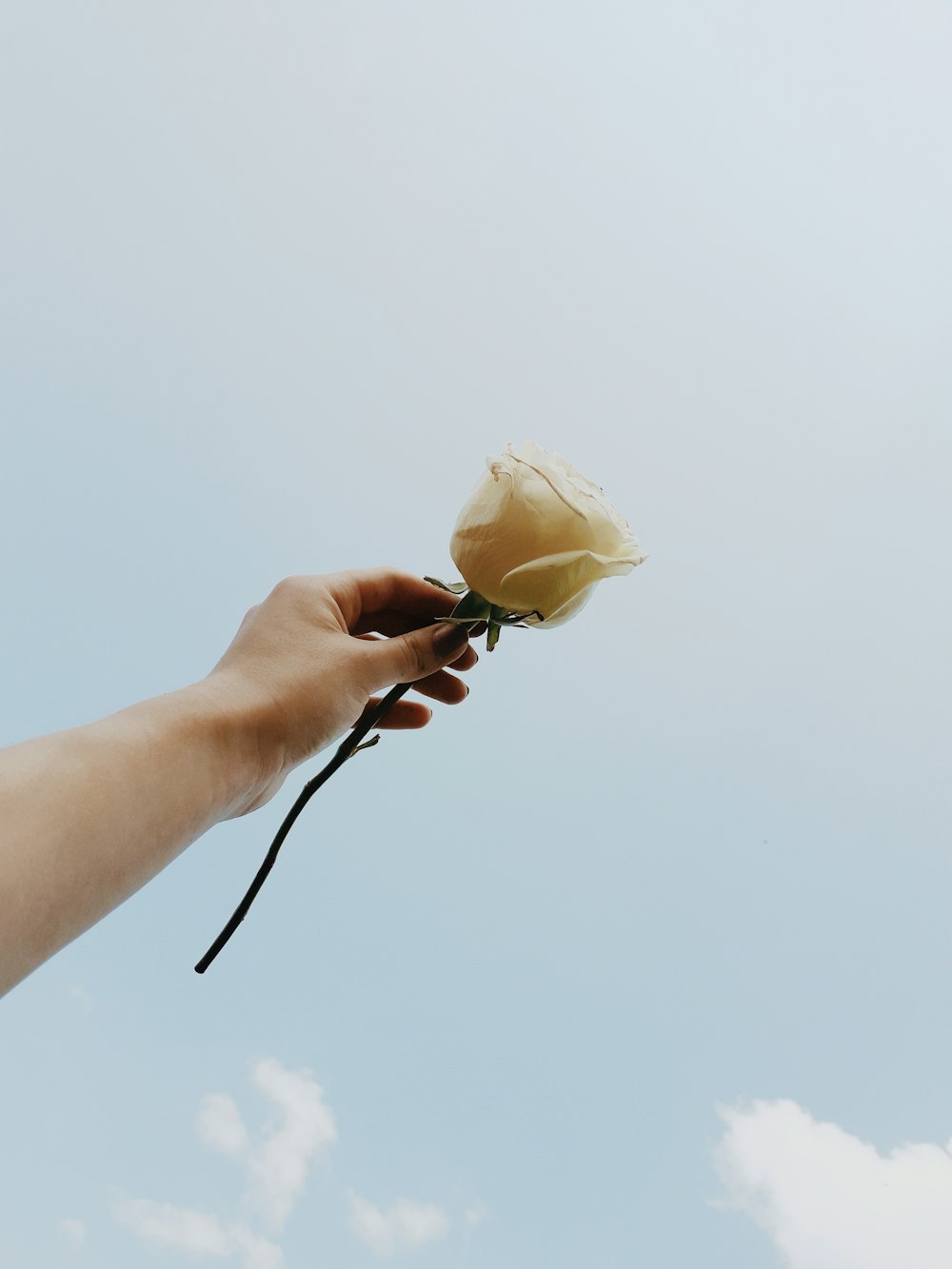person holding rose flower