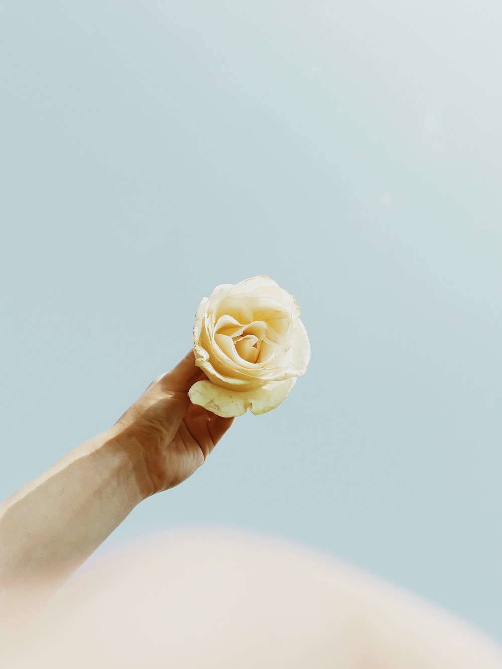 person holding rose flower